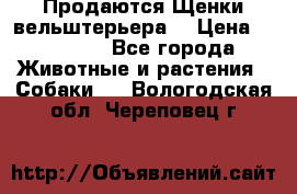 Продаются Щенки вельштерьера  › Цена ­ 27 000 - Все города Животные и растения » Собаки   . Вологодская обл.,Череповец г.